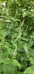 Scutellaria altissima