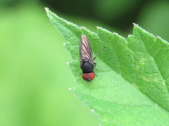 Chrysogaster solstitialis