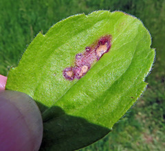Septoria erigerontis