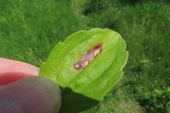 Septoria erigerontis