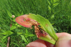 Septoria erigerontis