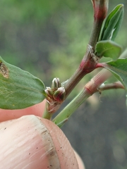 Polygonum buxiforme