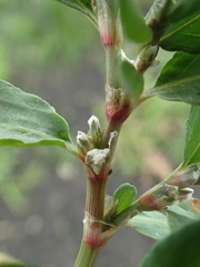 Polygonum buxiforme
