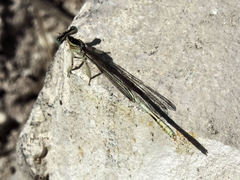 Platycnemis dealbata