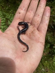 Plethodon montanus