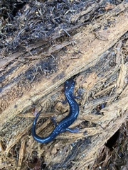 Plethodon montanus