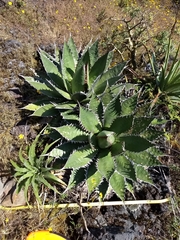 Agave horrida