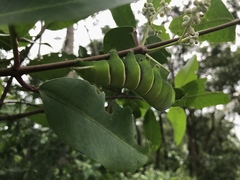 Rothschildia triloba