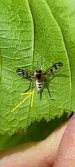 Furia ithacensis