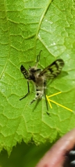 Furia ithacensis