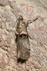 Trachonitis cristella