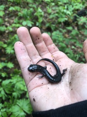 Plethodon montanus