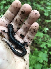 Plethodon montanus