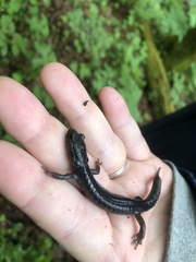 Plethodon montanus