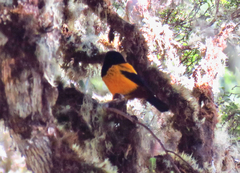 Golden-Backed Mountain-Tanager photo 5