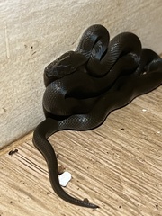Boaedon fuliginosus