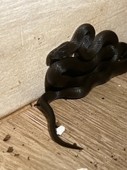 Boaedon fuliginosus