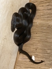 Boaedon fuliginosus