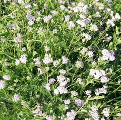 Achillea roseo-alba