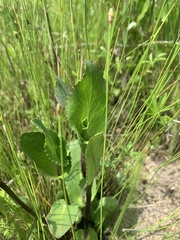 Eryngium integrifolium