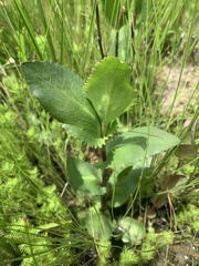 Eryngium integrifolium
