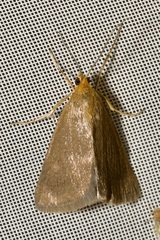 Evergestis aenealis