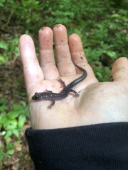 Plethodon montanus
