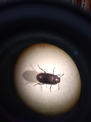 Blapstinus metallicus