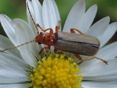 Cultellunguis larvalis