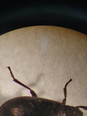 Blapstinus metallicus