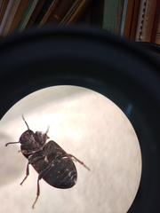 Blapstinus metallicus