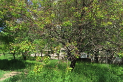 Monilinia laxa