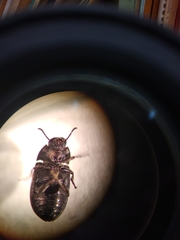 Blapstinus metallicus