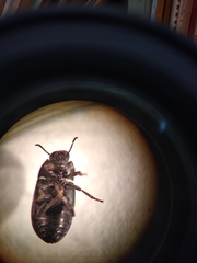 Blapstinus metallicus