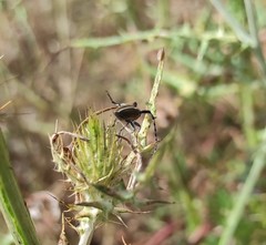 Agapanthia suturalis