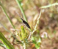 Agapanthia suturalis
