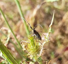 Agapanthia suturalis
