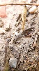 Tetramorium caespitum