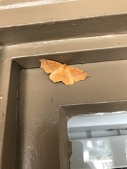 Tetracis cervinaria