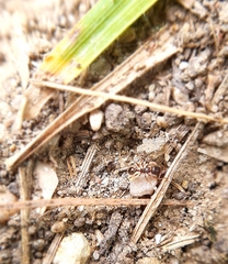 Tetramorium caespitum