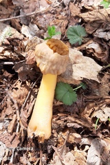 Verpa bohemica