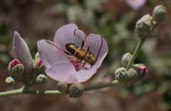 Triodoclytus lanifer