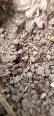 Tetramorium caespitum
