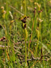 Ophrys fusca funerea