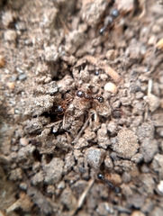 Tetramorium caespitum