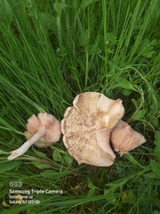 Entoloma clypeatum