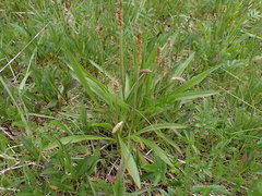 Plantago macrocarpa