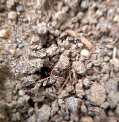 Tetramorium caespitum