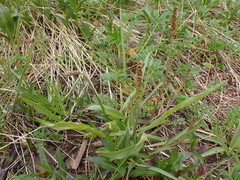 Plantago macrocarpa