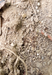 Tetramorium caespitum